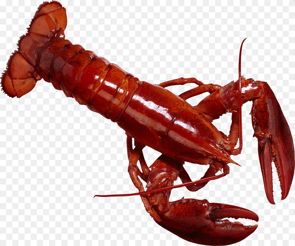 Lobster, Animal, Food, Invertebrate, Sea Life Free Png Download