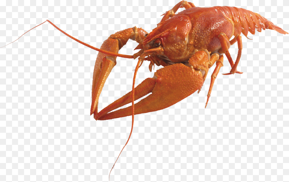 Lobster, Animal, Food, Invertebrate, Sea Life Free Png Download