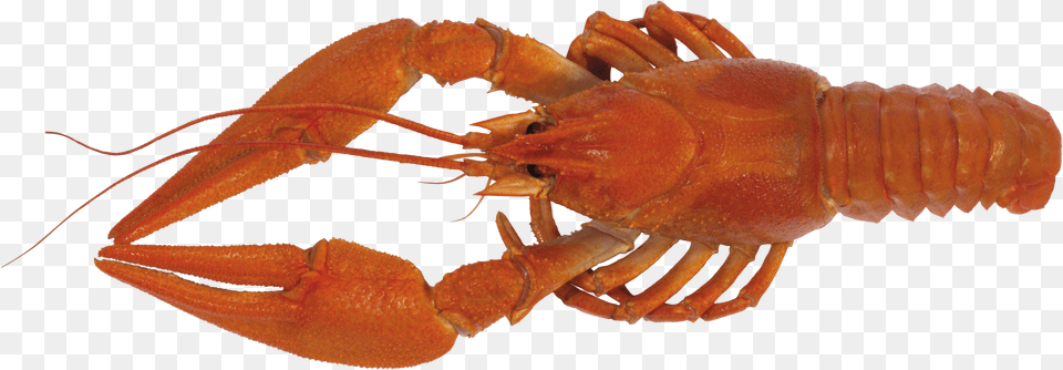 Lobster, Animal, Food, Invertebrate, Sea Life Free Transparent Png