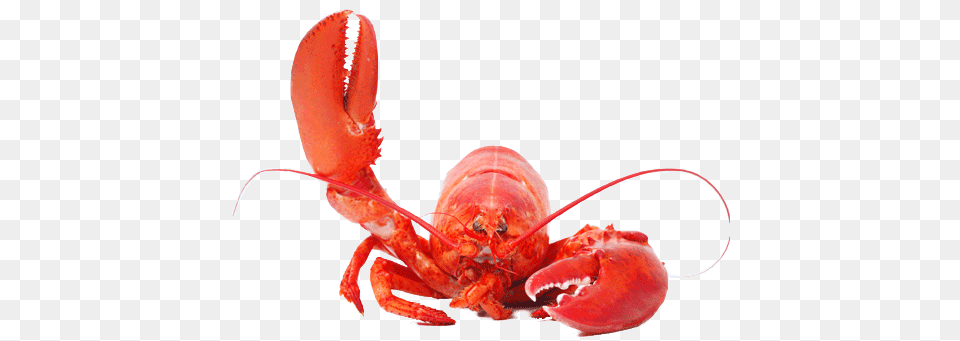 Lobster, Animal, Food, Invertebrate, Sea Life Free Png