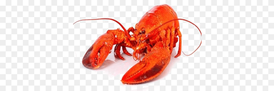 Lobster Background Image Lobster Transparent, Animal, Food, Invertebrate, Sea Life Free Png Download