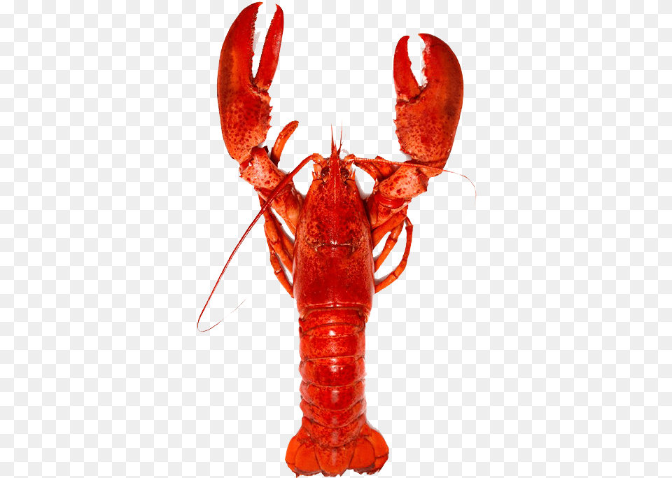 Lobster Background Lobster Benefits, Animal, Food, Invertebrate, Sea Life Free Transparent Png