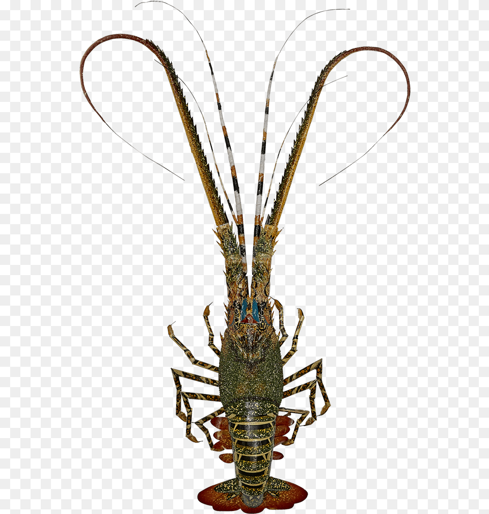 Lobster Bamboo Painted American Lobster, Food, Seafood, Animal, Sea Life Free Transparent Png