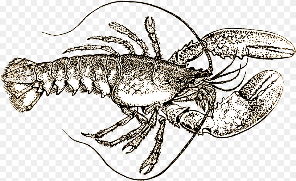 Lobster Black And White, Food, Seafood, Animal, Sea Life Free Png Download
