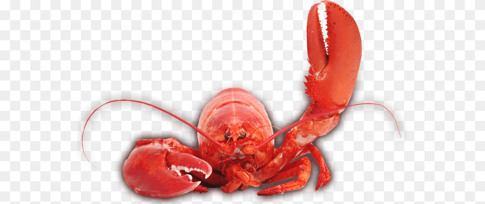 Lobster Claw Lobster, Animal, Food, Invertebrate, Sea Life Free Transparent Png