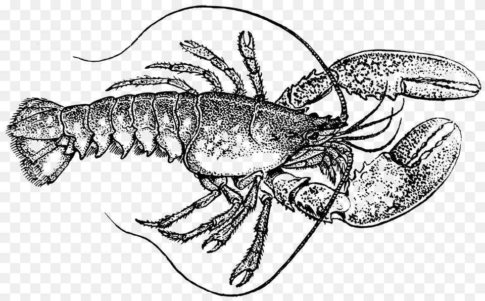 Lobster Clipart, Food, Seafood, Animal, Crawdad Free Png