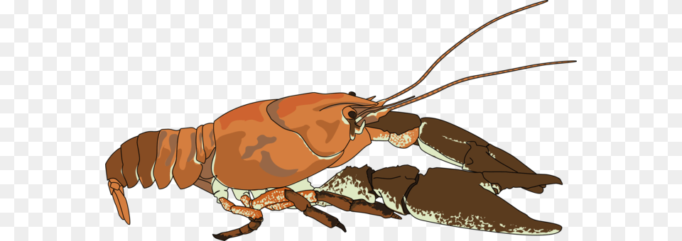 Lobster Crayfish As Food Shrimp Decapoda Seafood, Animal, Crawdad, Invertebrate, Sea Life Png Image