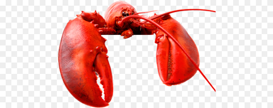 Lobster 36 Lobsters, Animal, Food, Invertebrate, Sea Life Free Png Download