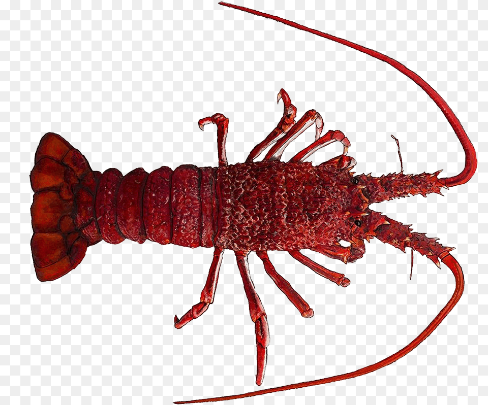 Lobster Images Southern Rock Lobster, Animal, Food, Invertebrate, Sea Life Free Png