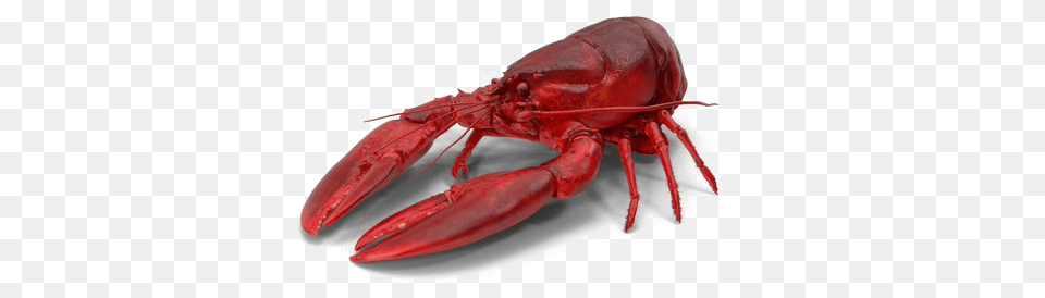 Lobster Image With Transparent Background Lobster Transparent Background, Animal, Food, Invertebrate, Sea Life Png