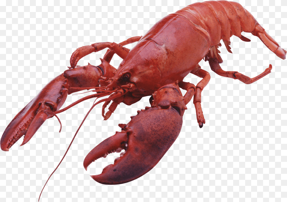 Lobster Large Front, Animal, Food, Invertebrate, Sea Life Free Transparent Png