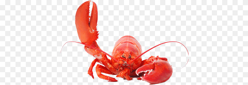Lobster Lobster, Animal, Food, Invertebrate, Sea Life Free Transparent Png
