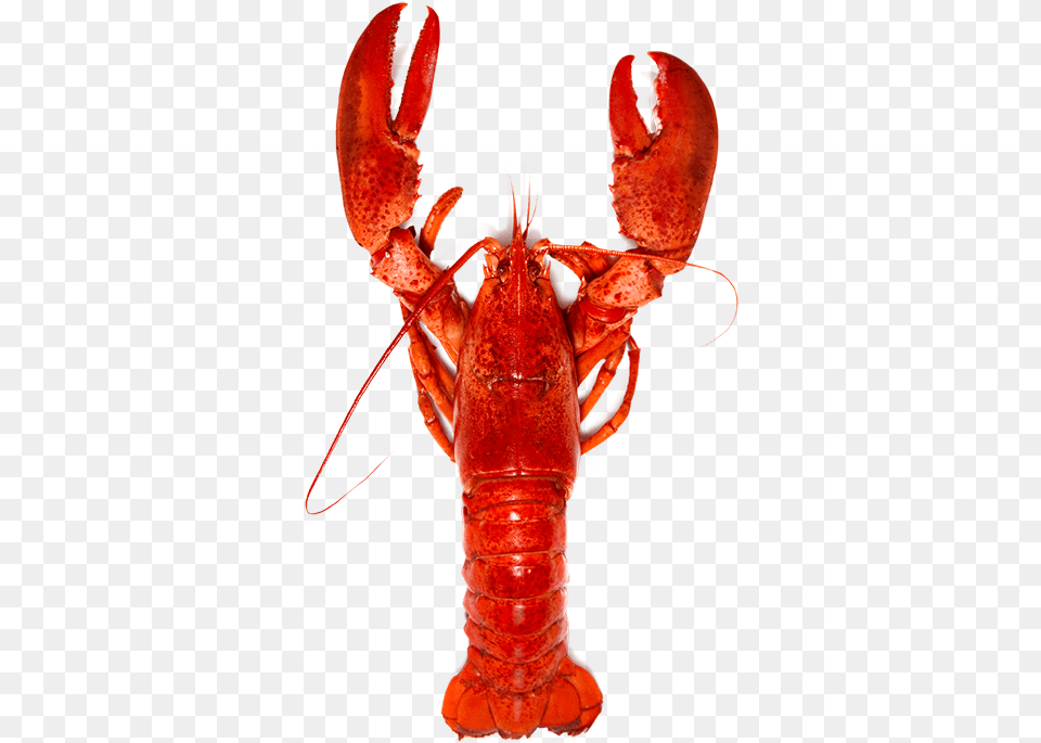 Lobster Lobsters, Animal, Food, Invertebrate, Sea Life Free Png