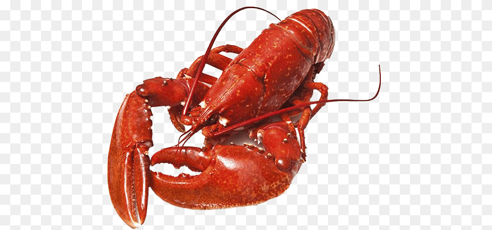 Lobster Photos Body Covering Of Animals Shell, Animal, Food, Invertebrate, Sea Life Free Png