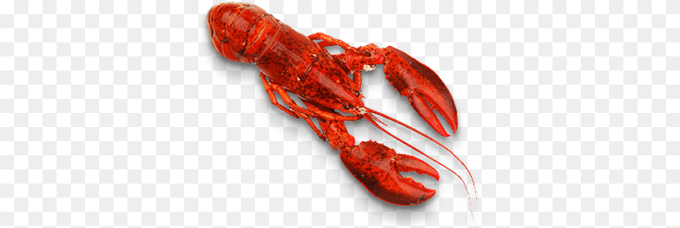 Lobster Seafood, Animal, Food, Invertebrate, Sea Life Free Transparent Png