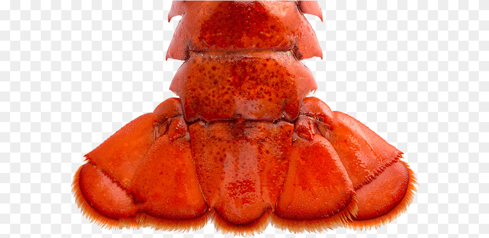 Lobster Tail, Animal, Food, Invertebrate, Sea Life Png Image