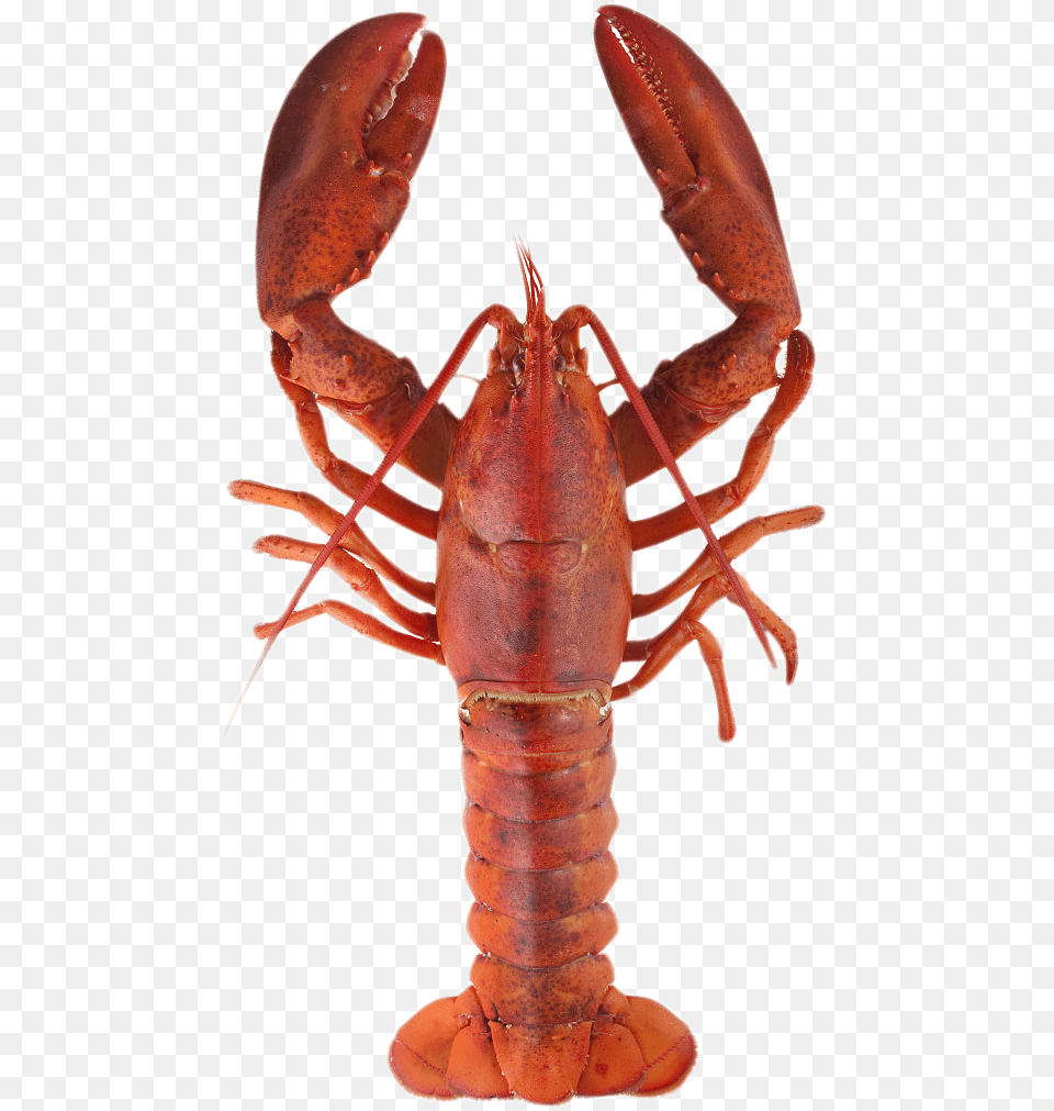 Lobster Top, Animal, Food, Invertebrate, Sea Life Free Png Download
