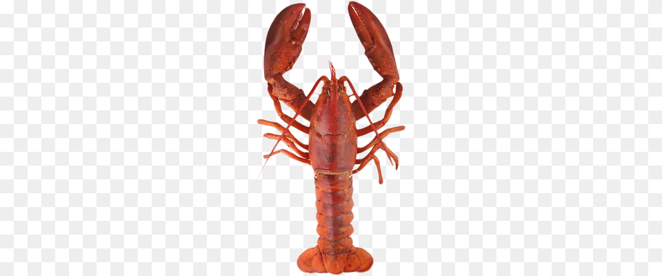 Lobster Top View, Animal, Food, Invertebrate, Sea Life Png