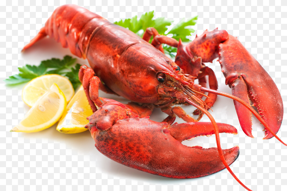 Lobster Lobster Animal, Food, Invertebrate, Sea Life Free Transparent Png