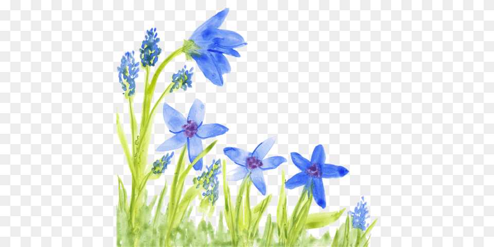 Local Artist Adds Flair To New Children39s Book Series Scilla, Flower, Petal, Plant, Acanthaceae Free Png Download