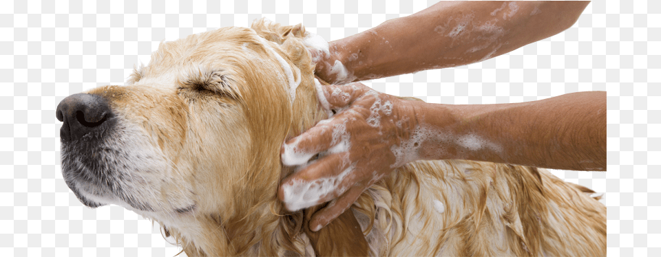 Local Dog Grooming Pet Being Washed, Person, Washing, Animal, Canine Free Transparent Png