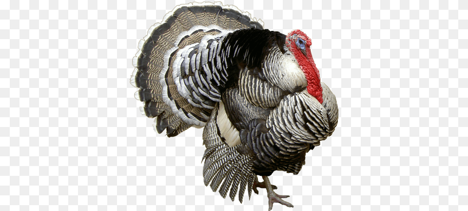 Local Turkey, Animal, Bird, Fowl, Poultry Free Png