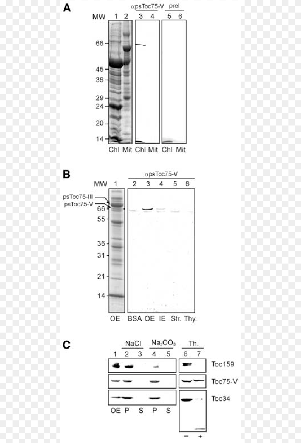 Localization Of A Novel Chloroplast Protein Diagram, Chart, Plot Png