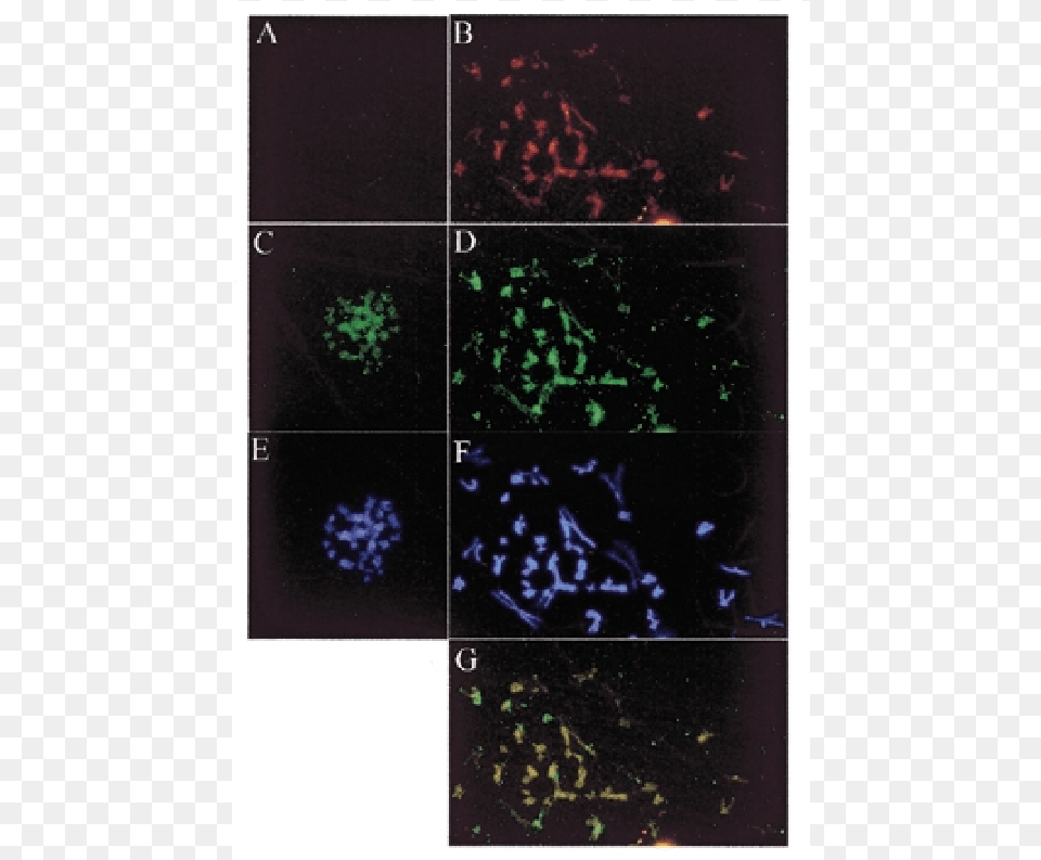 Localization Of Ebp2 And Ebna1 On Mitotic Chromosomes Tile, Paper Free Transparent Png