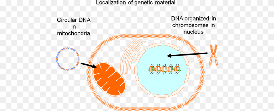 Localization Of Genetic Material In The Cell Genetic Material In A Cell Png Image