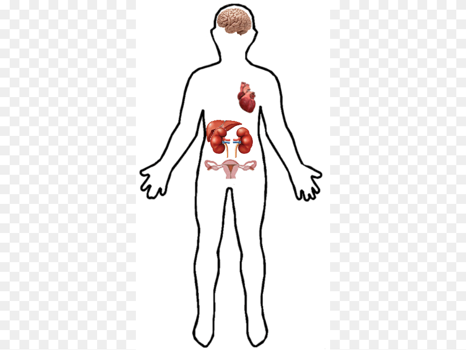 Location In Human Body, Person, Chart, Plot Png Image