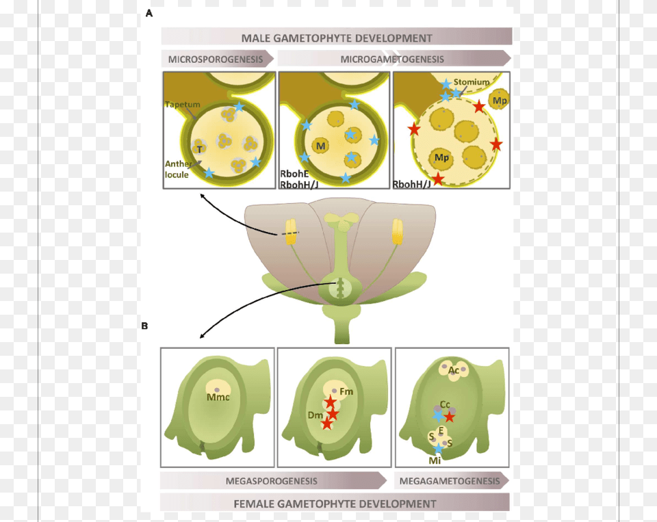 Location Of O Bullet 2 During The Development Of Plant Nadph Creation, Animal, Mammal, Bear, Wildlife Free Png Download