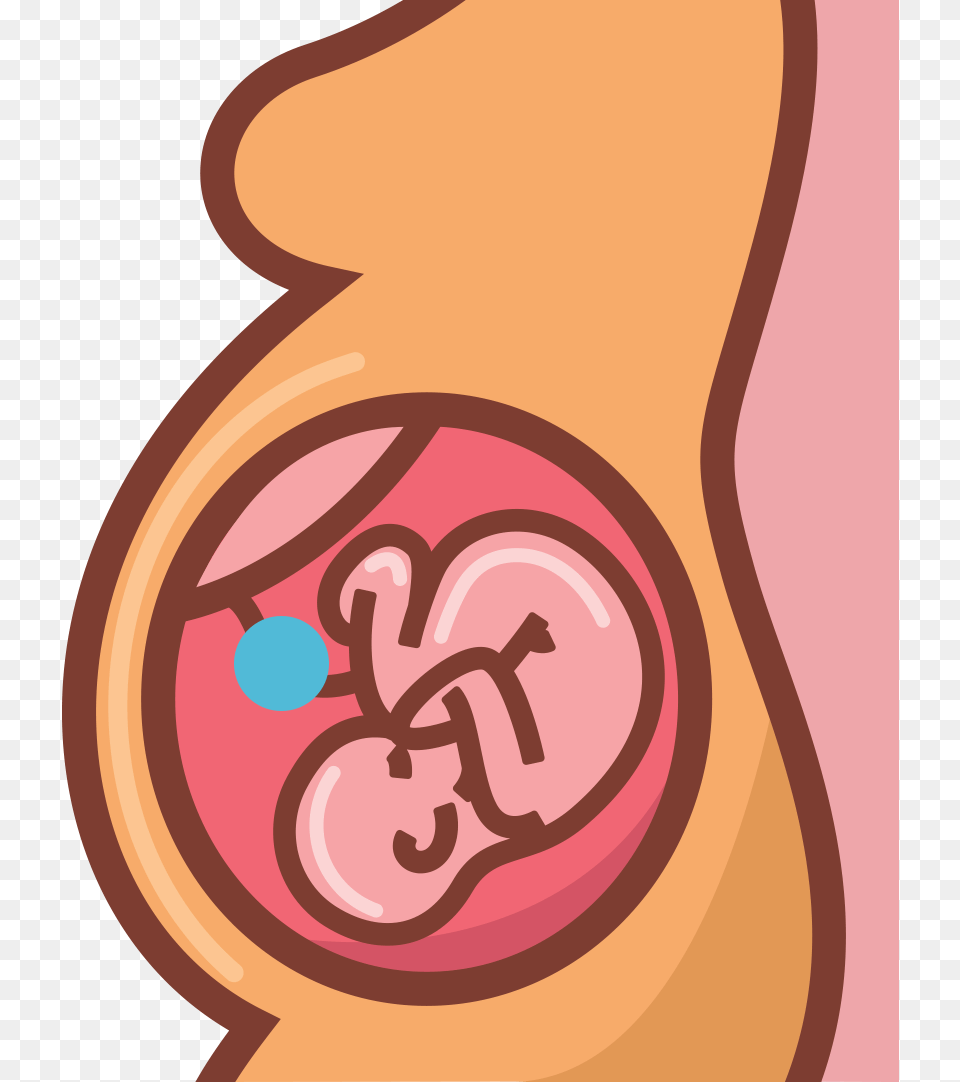 Location Of The Umbilical Cord And Cord Blood Stem Placenta, Body Part, Ear Free Transparent Png