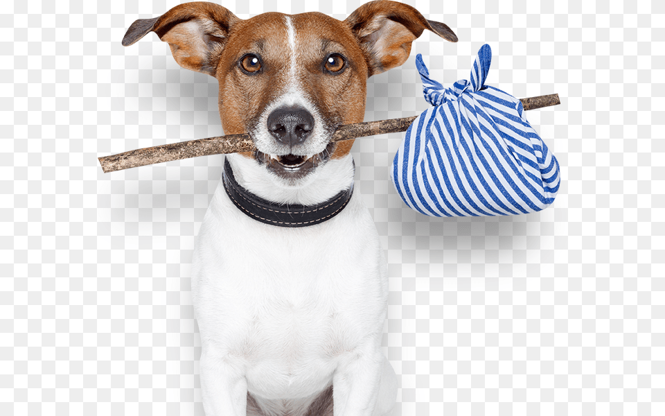 Locations Dog With Hobo Stick, Accessories, Strap, Handbag, Bag Free Png Download