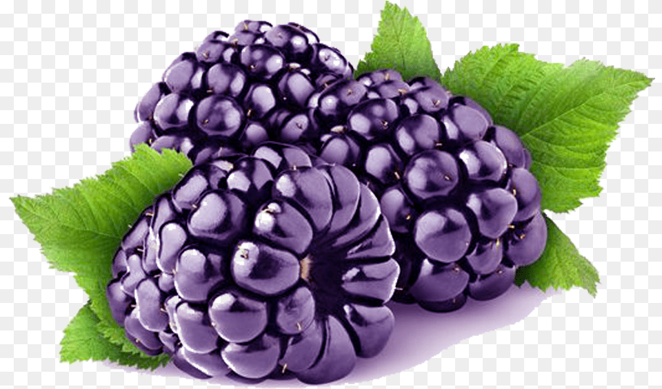 Loch Ness Blackberry Cultivar Clipart Blackberry, Berry, Food, Fruit, Plant Free Transparent Png