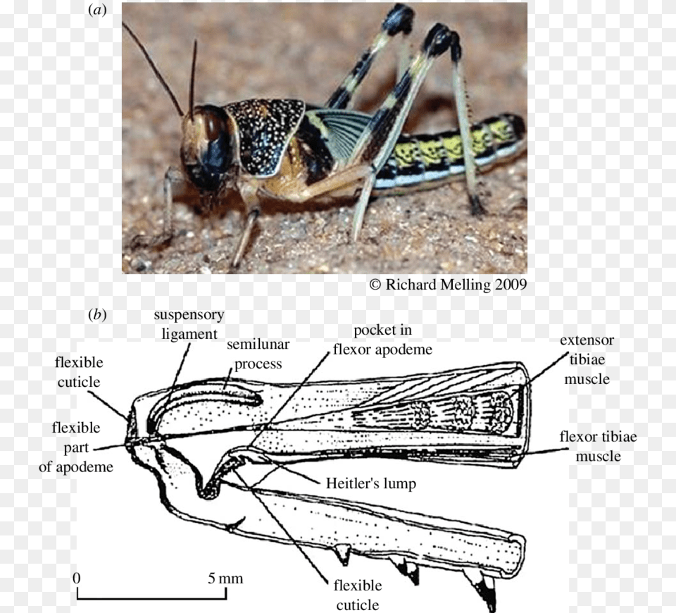 Locust And B, Animal, Grasshopper, Insect, Invertebrate Png