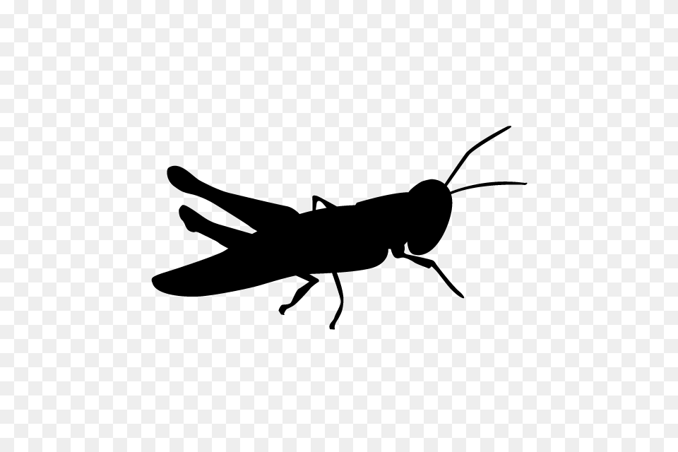 Locust Animal Silhouette Illustrations, Gray Free Png Download