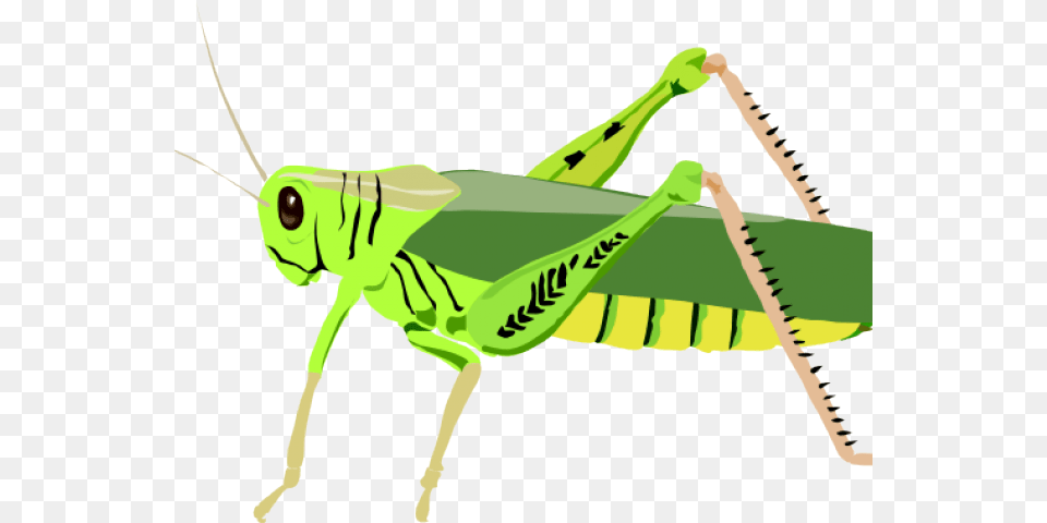 Locust Clipart Grasshopper Wing Grasshopper Clip Art, Animal, Insect, Invertebrate, Antelope Free Png Download