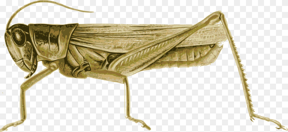 Locust Grasshopper Insect Pest Color Grasshopper, Animal, Invertebrate Free Png