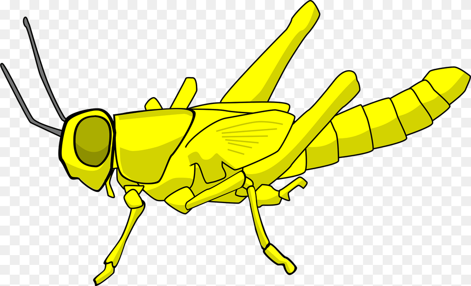 Locusts Clipart, Animal, Grasshopper, Insect, Invertebrate Free Transparent Png