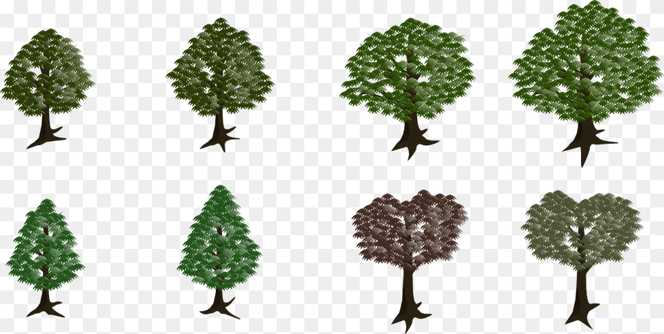 Lodgepole Pine, Plant, Tree, Conifer, Vegetation Free Png Download