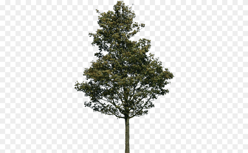 Lodgepole Pine Tree, Fir, Plant, Conifer, Tree Trunk Free Transparent Png