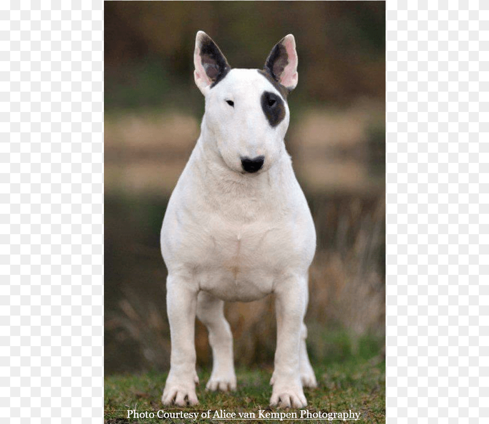 Lodret4 Bull Terrier Ingles, Animal, Canine, Dog, Mammal Png