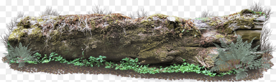 Log, Plant, Tree, Soil, Moss Free Transparent Png