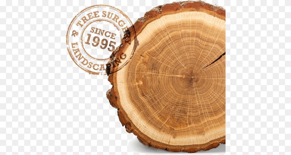 Log Rings On A Tree, Lumber, Plant, Tree Trunk, Wood Png Image