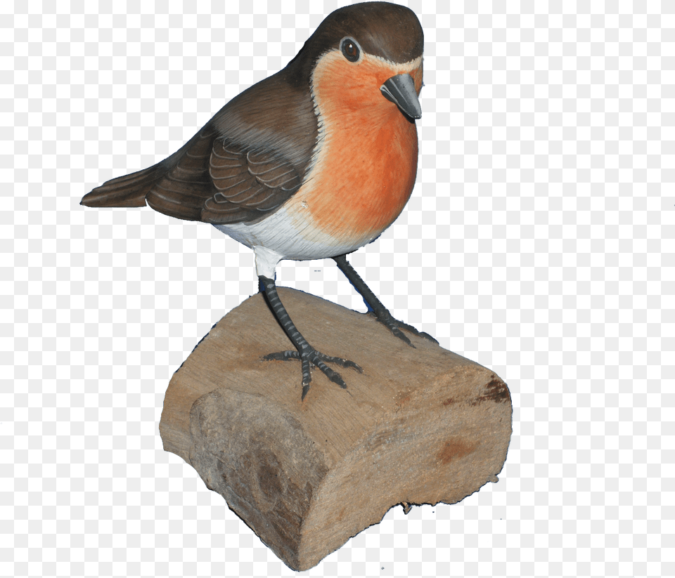 Log In To Your Account European Robin, Animal, Bird, Finch, Beak Free Png Download