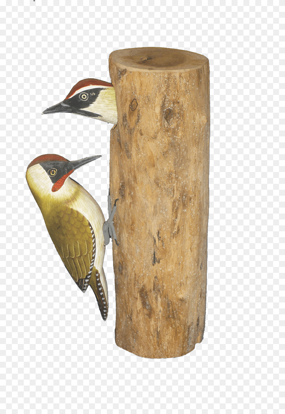 Log In To Your Account Northern Flicker, Plant, Tree, Animal, Bird Png