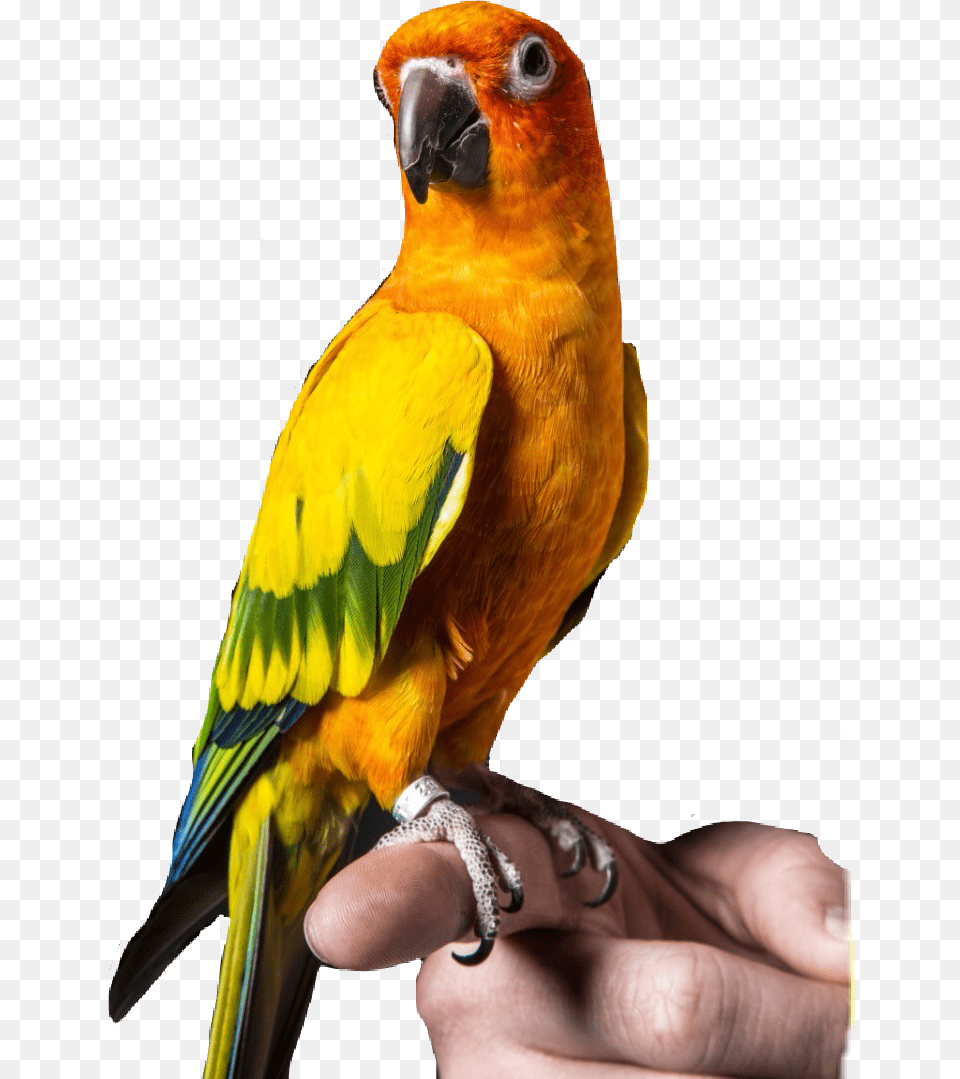 Logan Paul S Bird Maverick Logan Paul Maverick Bird, Animal, Parrot Free Transparent Png