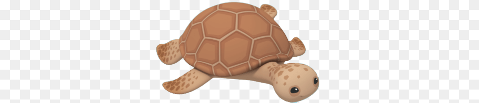 Loggerhead, Animal, Tortoise, Turtle, Sea Life Png