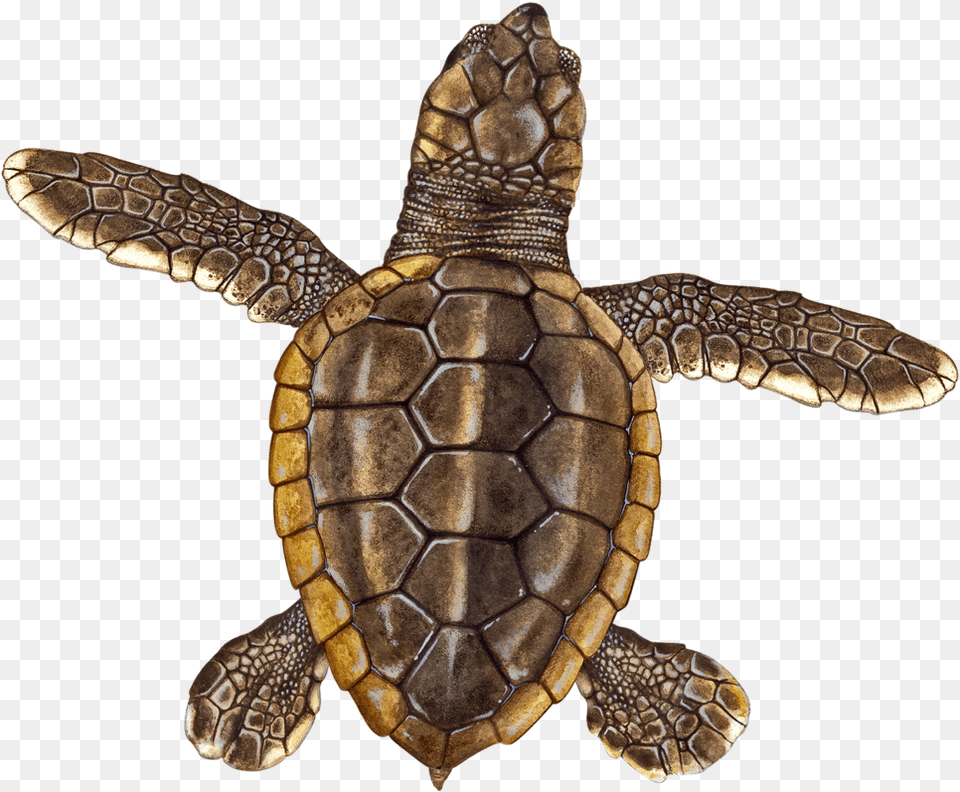 Loggerhead Hatchling Hawksbill Sea Turtle, Animal, Reptile, Sea Life, Tortoise Free Png