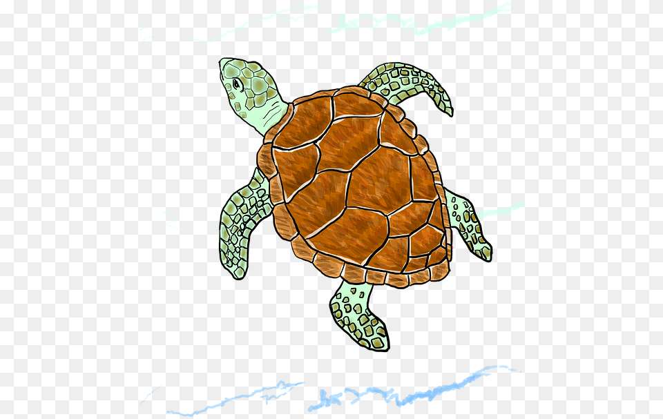 Loggerhead Sea Turtle, Animal, Reptile, Sea Life, Sea Turtle Free Transparent Png